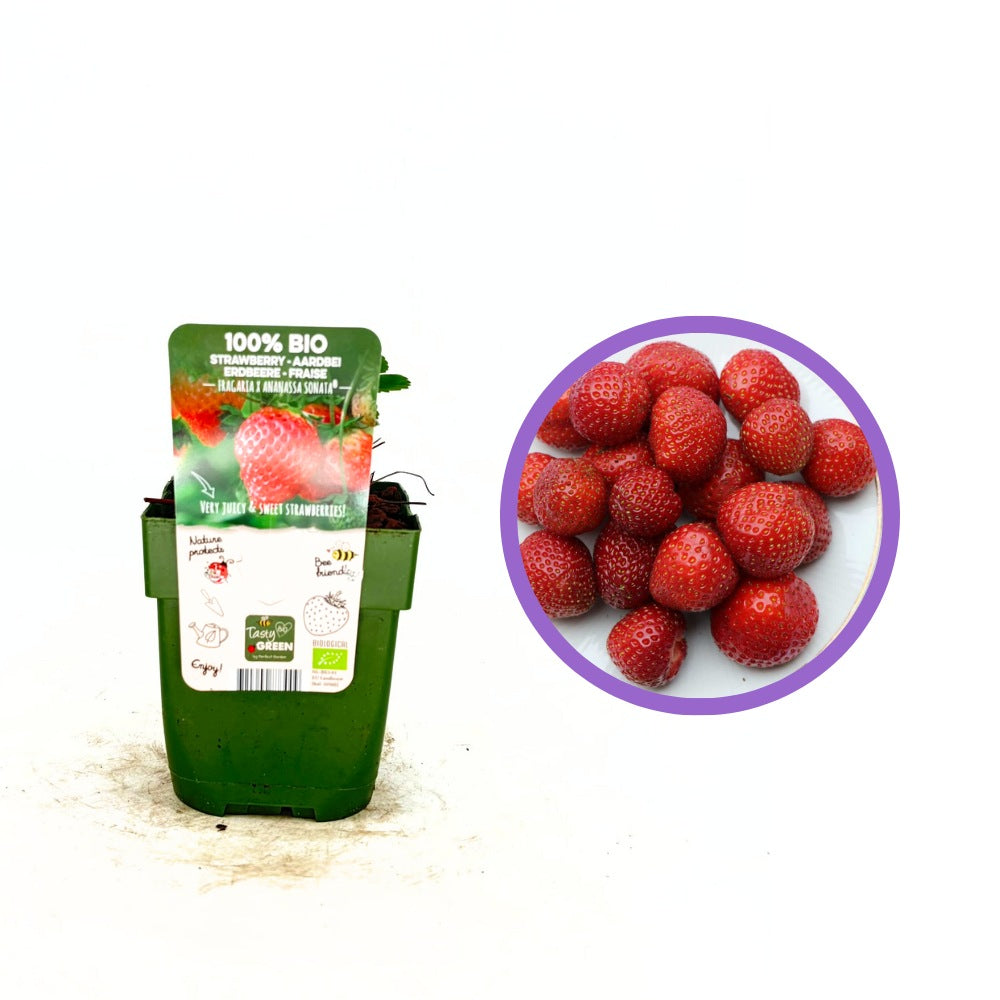 Capsuni (Fragaria) Sonata, soi productiv cu fructe mari dulci pentru gradina, flori roz spectaculoase, an 1 pe rod