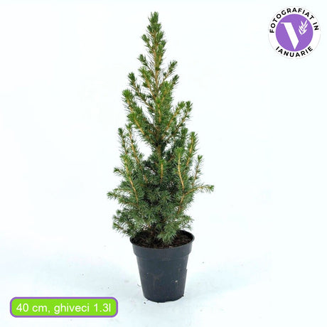 Molid Pitic (Picea Glauca) Conica Perfecta, textura fina, forma conica, pom pitic de craciun