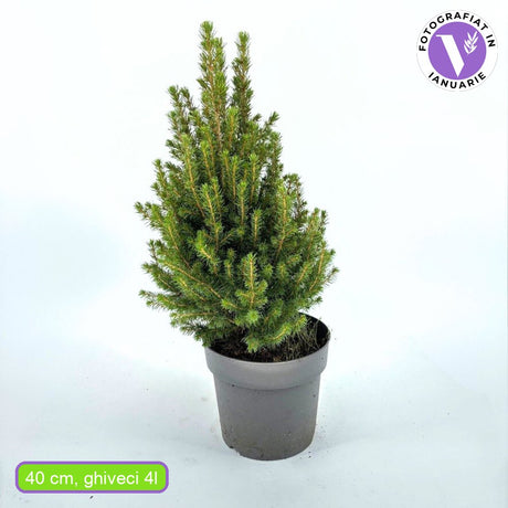 Molid Pitic (Picea Glauca) Conica Perfecta, textura fina, forma conica, pom pitic de craciun