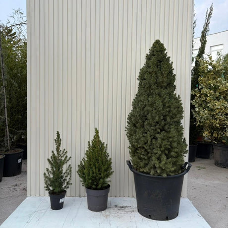 Molid Pitic (Picea Glauca) Conica Perfecta, textura fina, forma conica, pom pitic de craciun