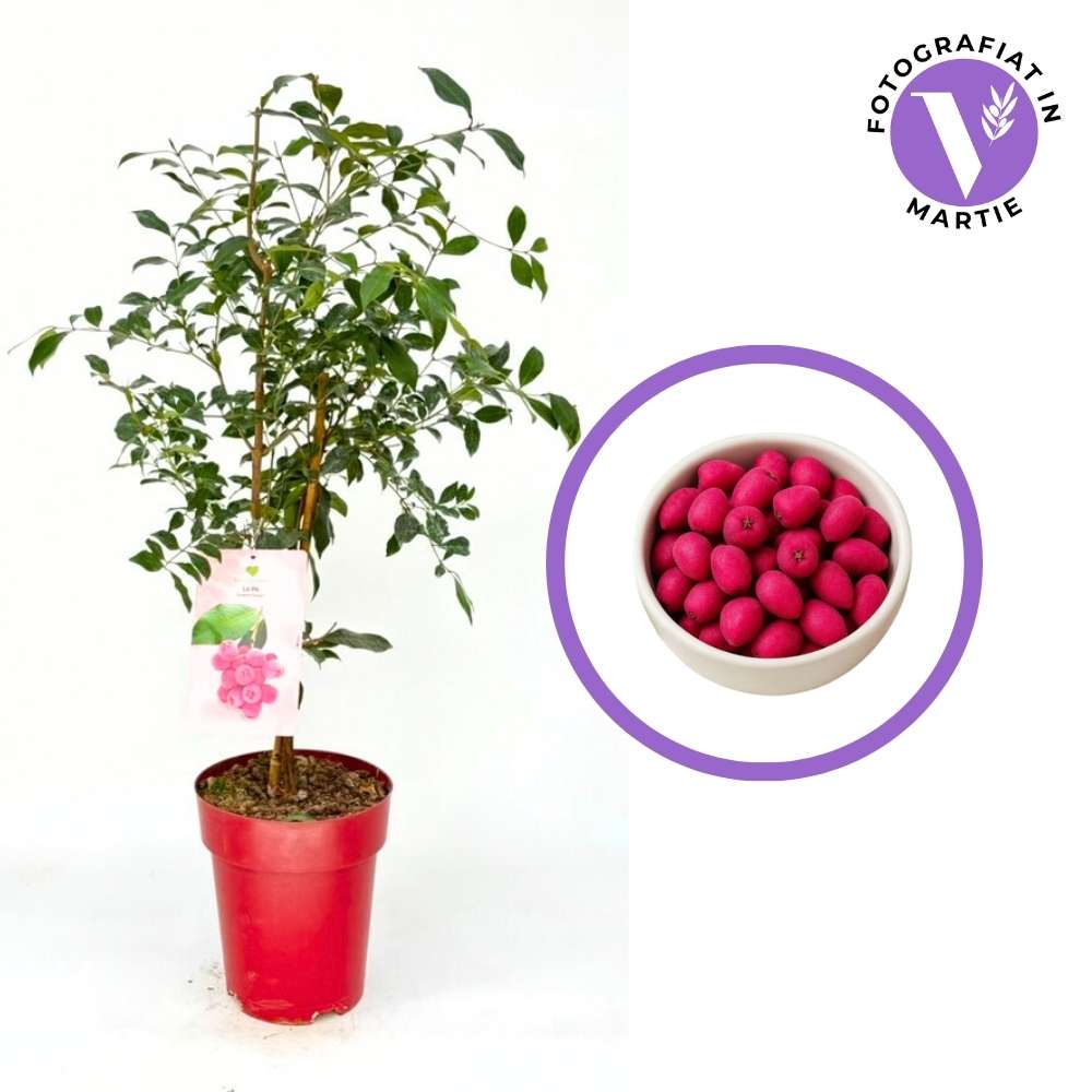 Fructul Red Lili Pili (Syzygium oleosum), in ghiveci, arbust vesnic verde cu frunze rosii decorative si fructe comestibile rosii dulce-acrisor