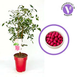 Fructul Red Lili Pili (Syzygium oleosum), in ghiveci, arbust vesnic verde cu frunze rosii decorative si fructe comestibile rosii dulce-acrisor