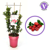 Fructul Ciruela de Natal (Carissa grandiflora) in ghiveci, exotic vesnic verde cu fructe rosii dulce-acrisor, aroma asemanatoare capsunilor, flori parfumate
