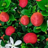 Fructul Ciruela de Natal (Carissa grandiflora) in ghiveci, exotic vesnic verde cu fructe rosii dulce-acrisor, aroma asemanatoare capsunilor, flori parfumate
