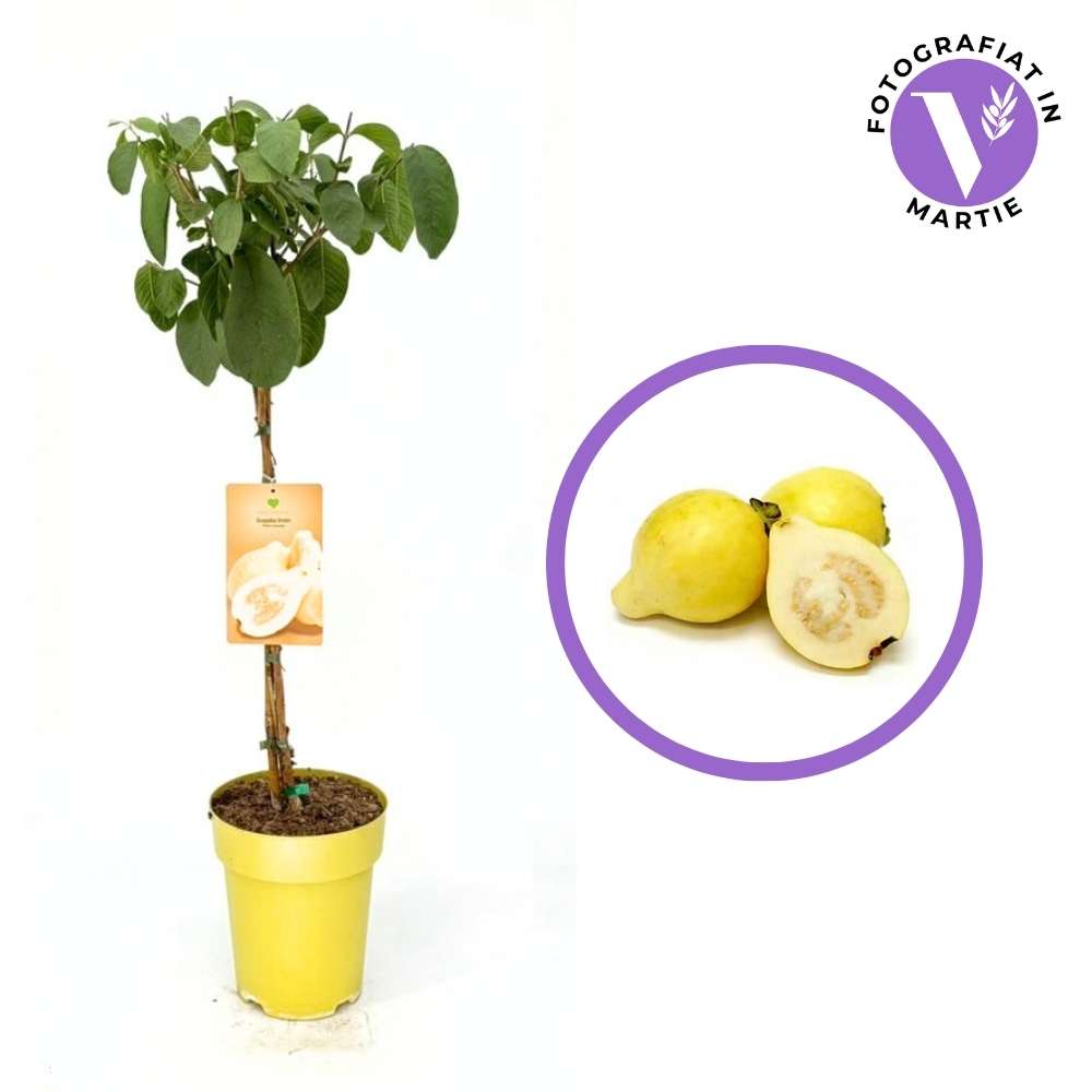 Fructul Guava Limon (Psidium guajava), in ghiveci, exotic cu fructe tropicale dulce-acrisor, aroma intensa