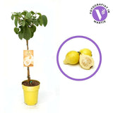 Fructul Guava Limon (Psidium guajava), in ghiveci, exotic cu fructe tropicale dulce-acrisor, aroma intensa