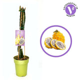 Fructul Pitaya galbena (Selenicereus megalanthus), cactus exotic cu fructe galbene foarte dulci, pulpa alba