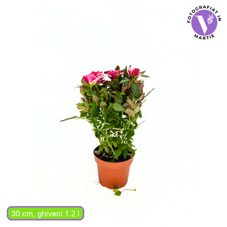 Trandafir Pitic Twin Color,  miniatura, bicolor roz-alb, inflorire repetata, pentru ghiveci si gradina