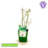 Afin Vaccinium corymbosum Bingo Blue, soi american compact, fructe albastre dulci, pentru gradina si ghiveci