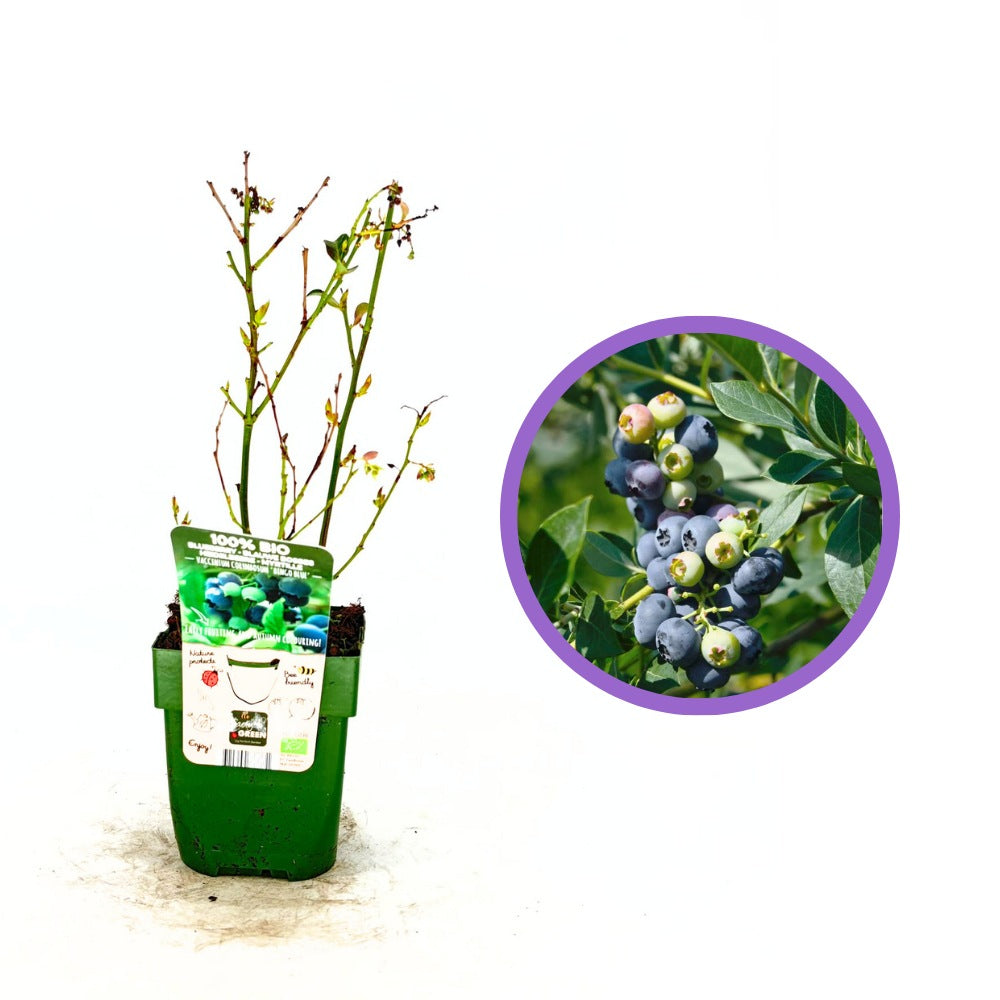 Afin Vaccinium corymbosum Bingo Blue, soi american compact, fructe albastre dulci, pentru gradina si ghiveci
