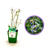 Afin Vaccinium corymbosum Bingo Blue, soi american compact, fructe albastre dulci, pentru gradina si ghiveci