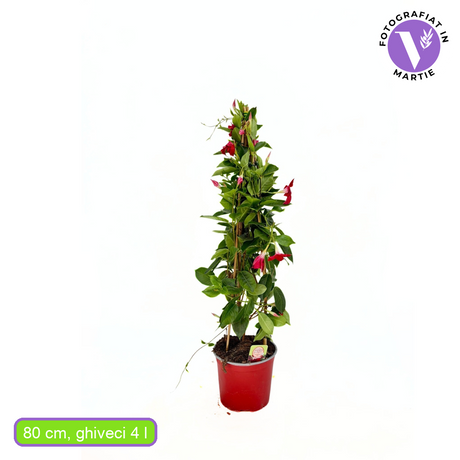 Iasomie Chiliana Mandevilla Rio Grande Red Rosu (Dipladenia), planta cataratoare cu flori rosii, pentru ghiveci si terasa, inflorire lunga