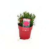 Garofita Oscar Cherry, perena parfumata,perena parfumata, flori rosu-cirea, 15-20 cm, soare, rezistenta la ger