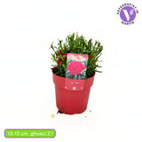 Garofita Oscar Cherry, perena parfumata,perena parfumata, flori rosu-cirea, 15-20 cm, soare, rezistenta la ger