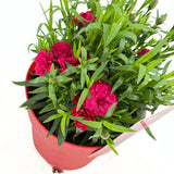 Garofita Oscar Cherry, perena parfumata,perena parfumata, flori rosu-cirea, 15-20 cm, soare, rezistenta la ger