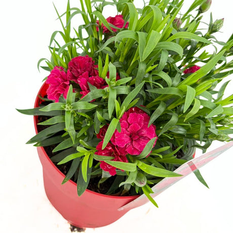 Garofita Oscar Cherry, perena parfumata,perena parfumata, flori rosu-cirea, 15-20 cm, soare, rezistenta la ger