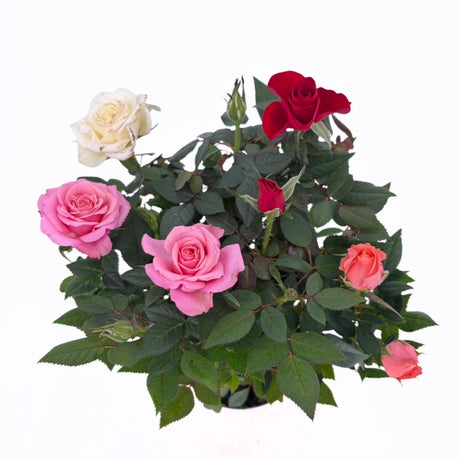 Trandafir Pitic Multicolor in Miniatura, mix culori, inflorire repetata, pentru ghiveci, balcon si gradina