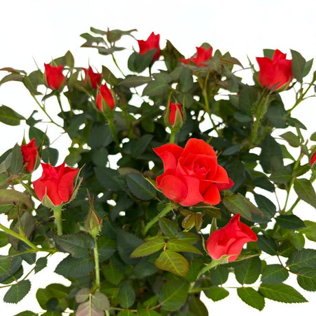 Trandafir Pitic in Miniatura Orange Star, cu flori portocaliu, inflorire repetata, pentru ghiveci si balcon