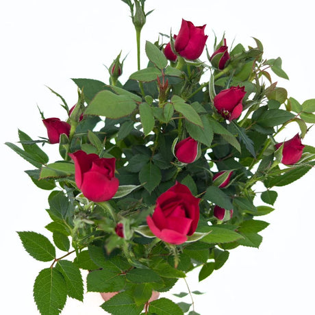 Trandafir Pitic in Miniatura Red Star, cu flori rosu, inflorire repetata, pentru ghiveci, balcon si gradina