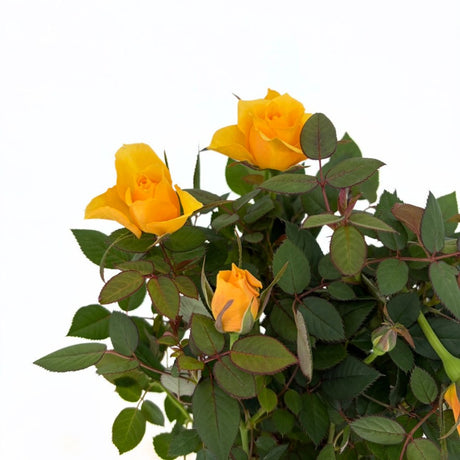 Trandafir Pitic in Miniatura Yellow Star, cu flori galben, inflorire repetata, pentru ghiveci si balcon