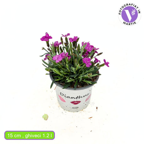 Garofita (Dianthus) Picture perfect, garofita perena parfumata, flori bicolore roz parfumate, pentru borduri, stancarii si ghivece