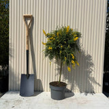 Genista spachiana Copacel, arbore ornamental cu flori galbene, coroana eleganta, pentru soare si terasa
