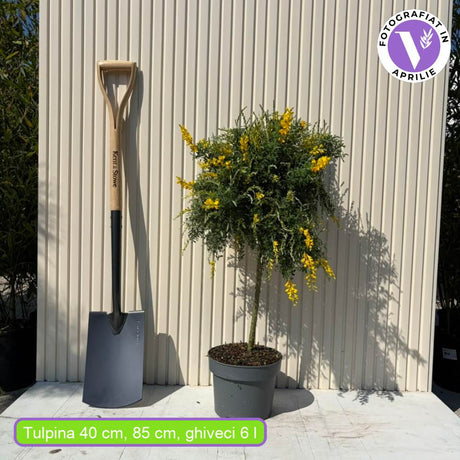 Genista spachiana Copacel, arbore ornamental cu flori galbene, coroana eleganta, pentru soare si terasa