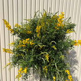 Genista spachiana Copacel, arbore ornamental cu flori galbene, coroana eleganta, pentru soare si terasa