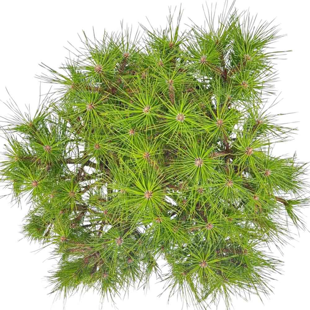 Pin Pitic Rosu Japonez (Pinus densiflora) Low Glow, cu ace verzi aprinse