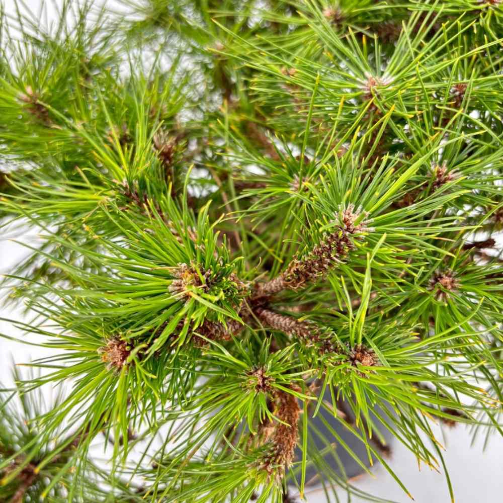 Pin Pitic Rosu Japonez (Pinus densiflora) Low Glow, cu ace verzi aprinse