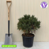 Pin Scotian Watereri Copac (Pinus Sylvestris), decorativ cu coroana compacta si crestere lenta, ideal ca solitar in gradini elegante