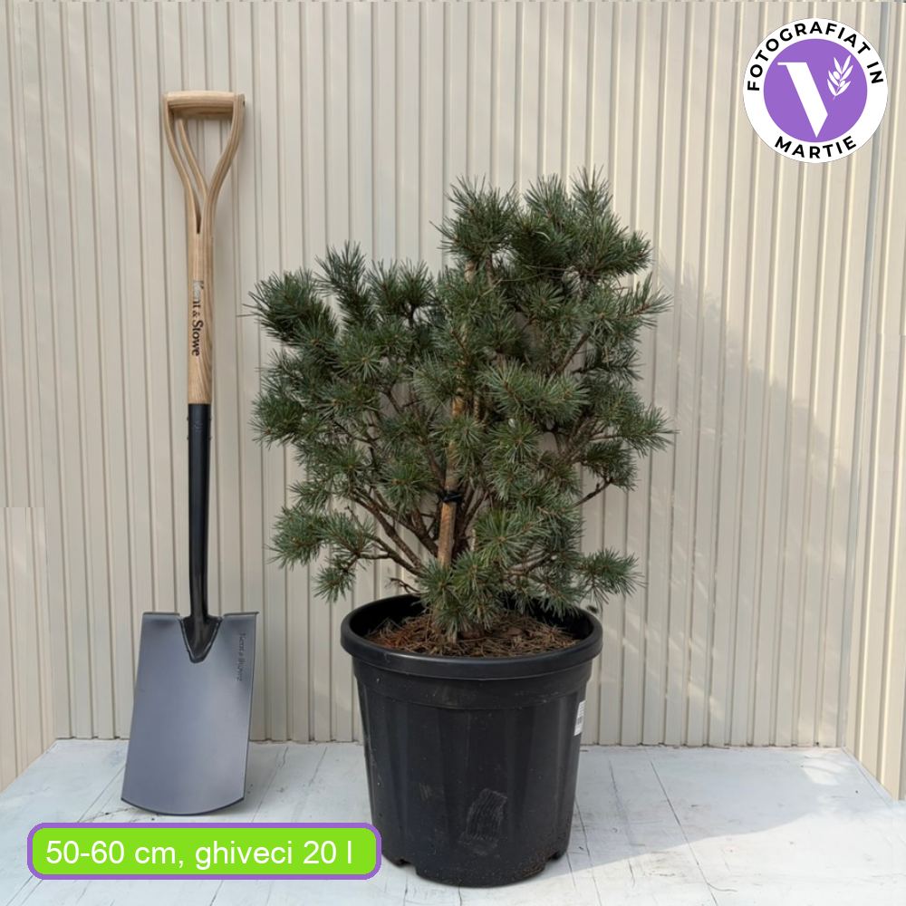 Pin Scotian Watereri Copac (Pinus Sylvestris), decorativ cu coroana compacta si crestere lenta, ideal ca solitar in gradini elegante