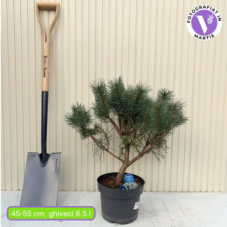 Pin Scotian Watereri Copac (Pinus Sylvestris), decorativ cu coroana compacta si crestere lenta, ideal ca solitar in gradini elegante