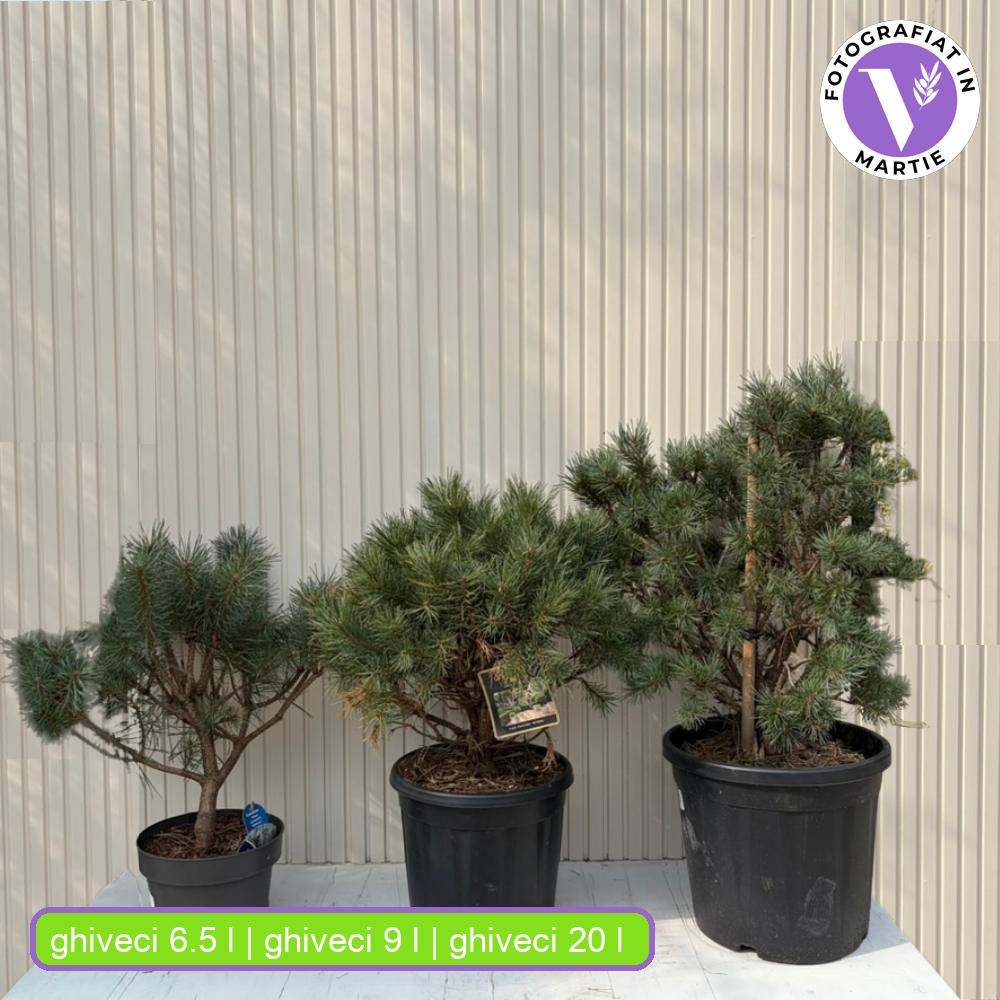 Pin Scotian Watereri Copac (Pinus Sylvestris), decorativ cu coroana compacta si crestere lenta, ideal ca solitar in gradini elegante