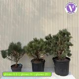 Pin Scotian Watereri Copac (Pinus Sylvestris), decorativ cu coroana compacta si crestere lenta, ideal ca solitar in gradini elegante