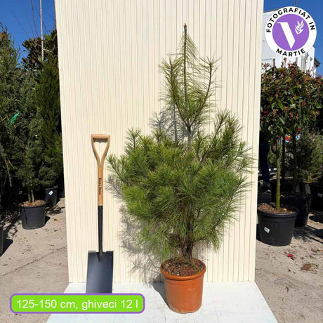 Pin de Himalaya (Pinus Wallichiana), conifer elegant cu ace lungi albastre, rezistent, ornamental, ideal pentru gradini mari