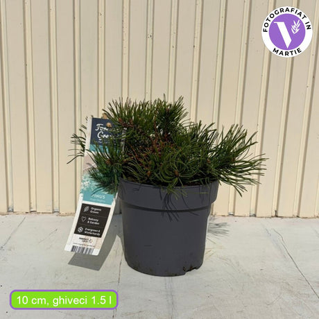 Pin Pitic de Munte (Jneapan) Mughus, compact, ideal pentru rocarii si gradini alpine