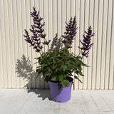 Salvia Salgoon Lake George, salvia perena albastru-violet, planta florifera rezistenta, pentru soare