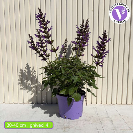 Salvia Salgoon Lake George, salvia perena albastru-violet, planta florifera rezistenta, pentru soare