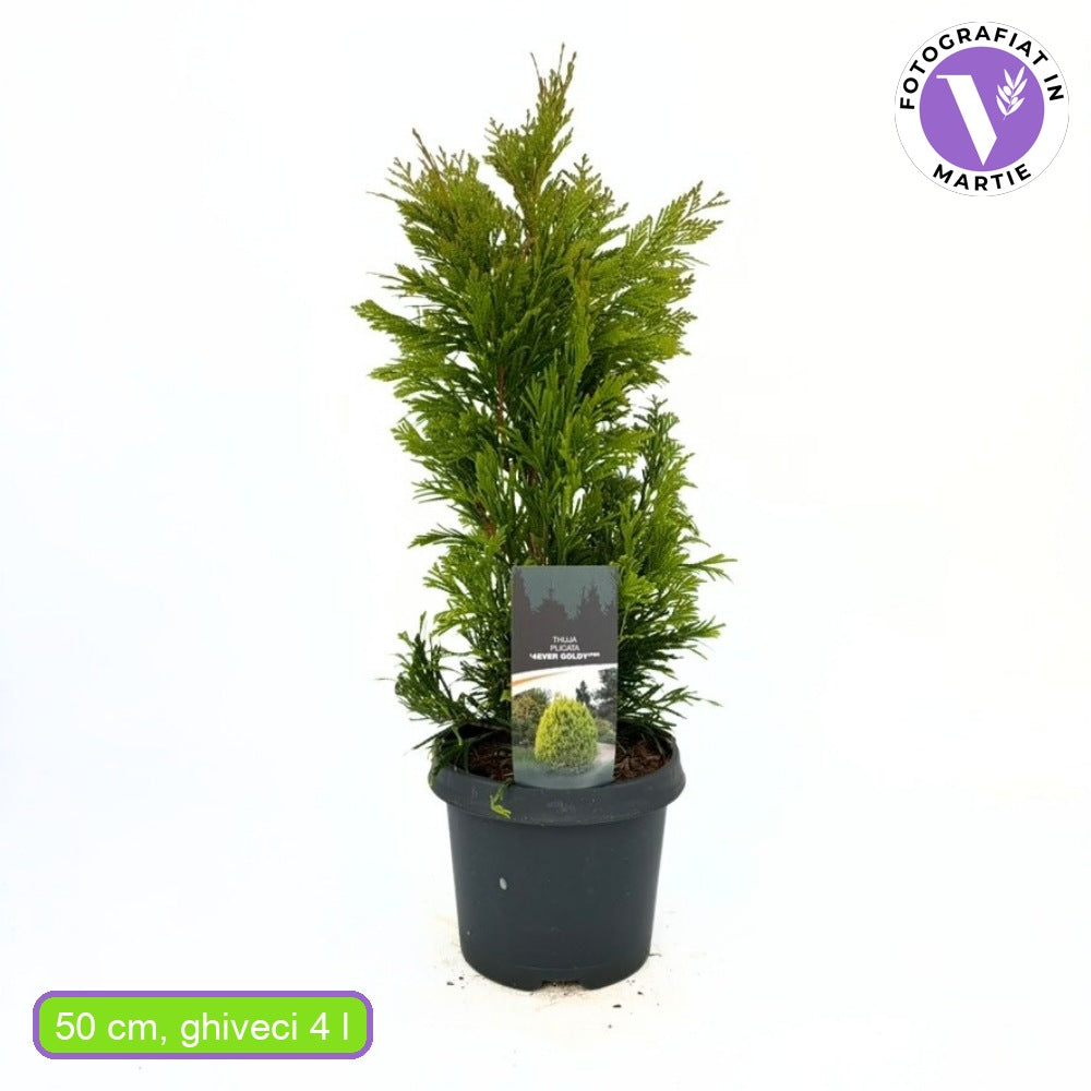 Tuia auriu 4Ever Goldy, gard viu vesnic verde