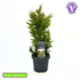 Tuia auriu 4Ever Goldy, gard viu vesnic verde