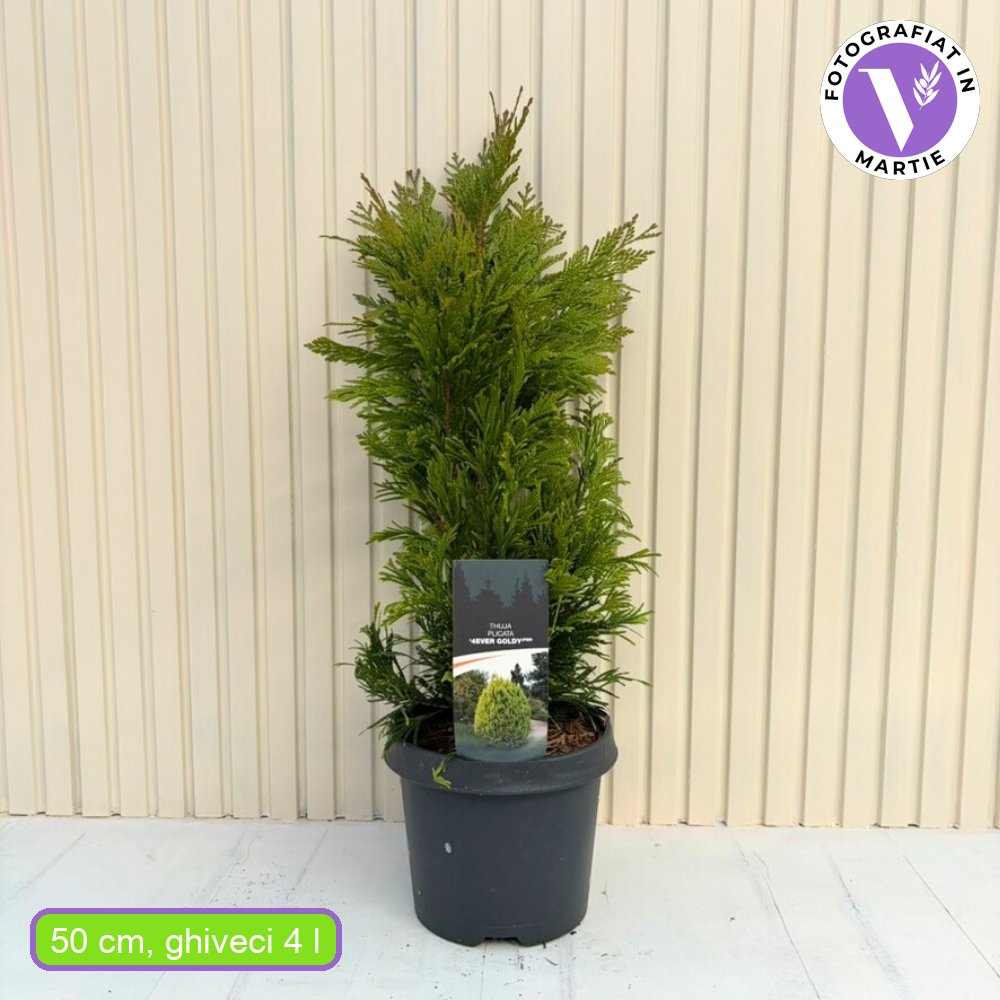 Tuia auriu 4Ever Goldy, gard viu vesnic verde