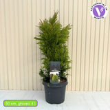 Tuia auriu 4Ever Goldy, gard viu vesnic verde