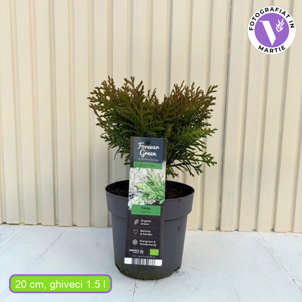 Tuia verde Danica, globular, vesnic verde, solitar sau gard viu