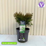 Tuia verde Danica, globular, vesnic verde, solitar sau gard viu