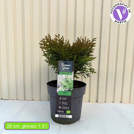 Tuia verde Danica, globular, vesnic verde, solitar sau gard viu