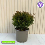 Tuia verde Danica, globular, vesnic verde, solitar sau gard viu