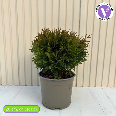 Tuia verde Danica, globular, vesnic verde, solitar sau gard viu