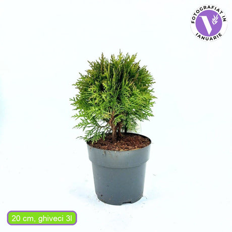 Tuia verde Danica, globular, vesnic verde, solitar sau gard viu