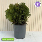 Tuia verde Danica, globular, vesnic verde, solitar sau gard viu